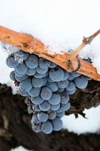 Tres vinos y documental protagonizan el “Proyecto Garnachas de España” 1