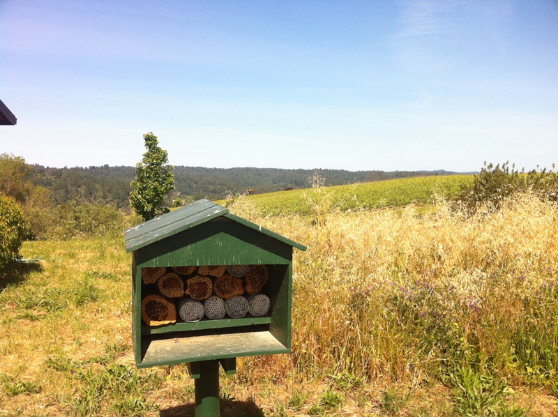 Colmenas de abejas