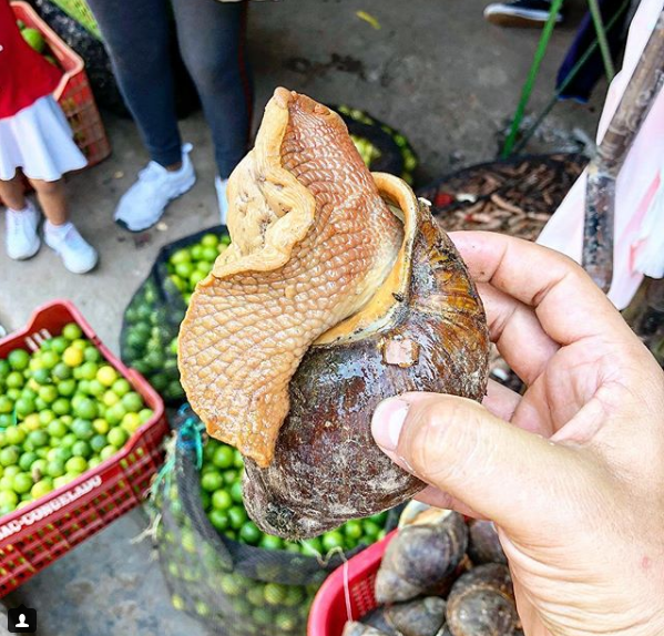 Churo o caracol de tierra. Mercado de Tarapoto