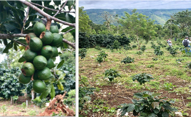 Estamos rodeados de árboles frutales de macadamia, aguacates y, naturalmente, cafeto