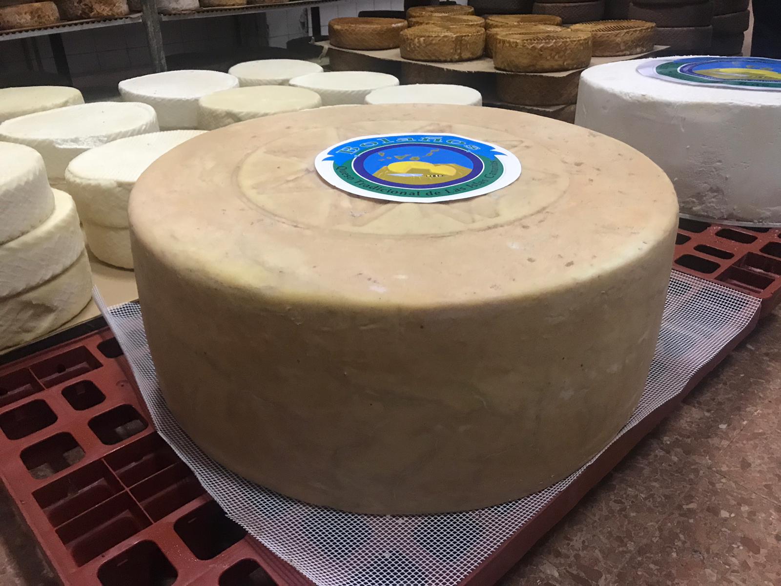 El queso más grande de Canarias. I Foro del Queso. Gran Canaria.