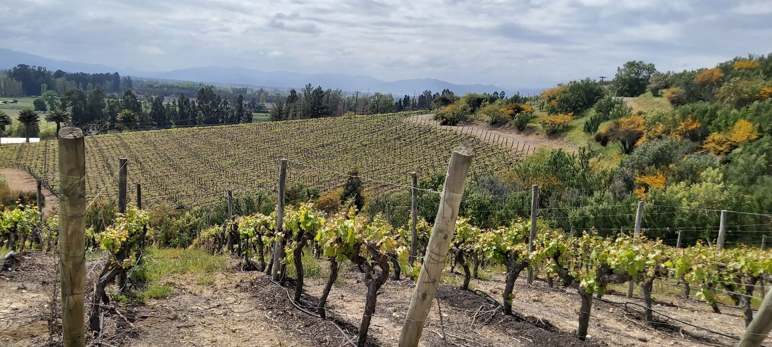 El Olivar. Entre Cordilleras. Viu Manent