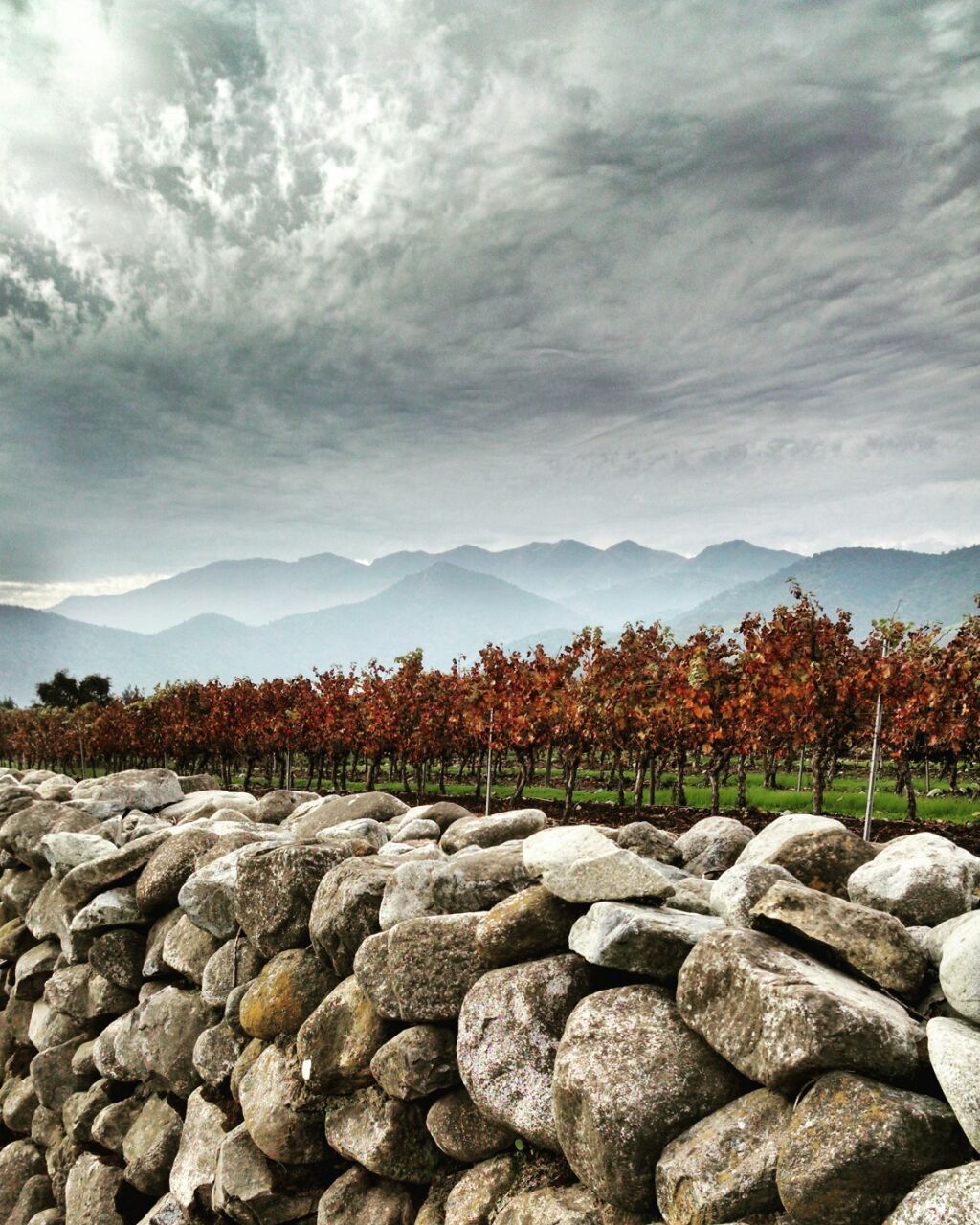 Viñedos Pérez Ruz. Maipo. Ande