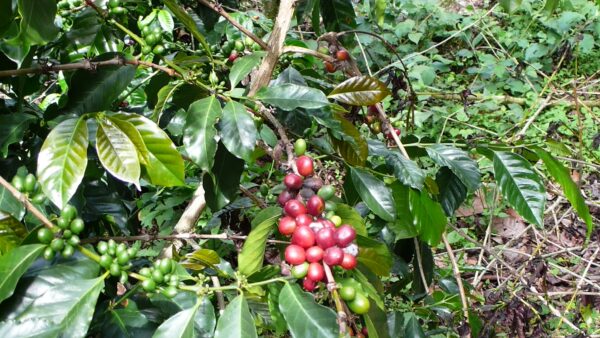 Café geisha. Panamá