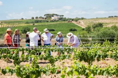 Actividad de vendimia en Rovellats