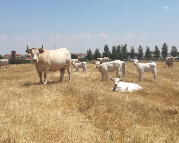 En su granja, Rocío alberga 300 vacas. Foto: Rocío Alonso