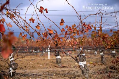 Viñas de Marqués de Riscal