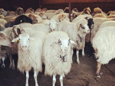 Las ovejas dispuestas a salir por su desayuno