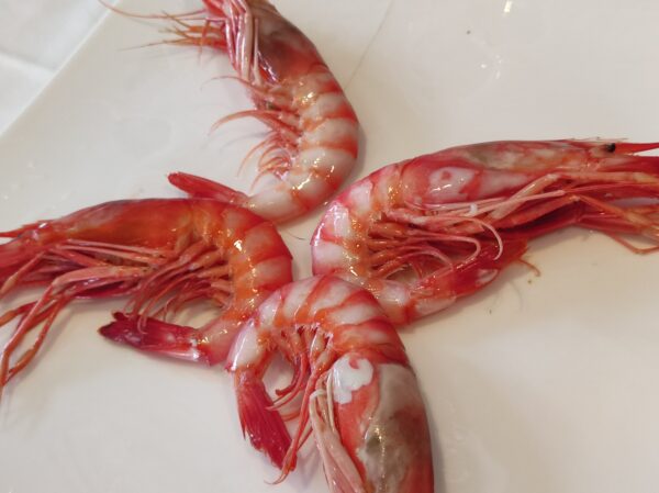 Gamba roja