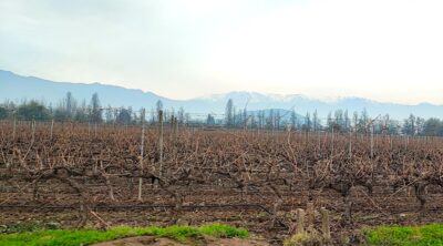 Viñedos de Intriga, formados en nedpsldera. Foto M. Martínez.