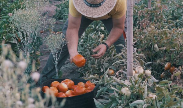 Un agricultor reoge tomates ecológicos en su huerta