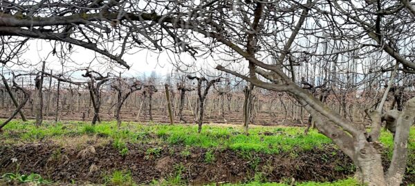 Parrones de LasHigueras. Viñedo deViña Intriga. Foto, M. Martínez.