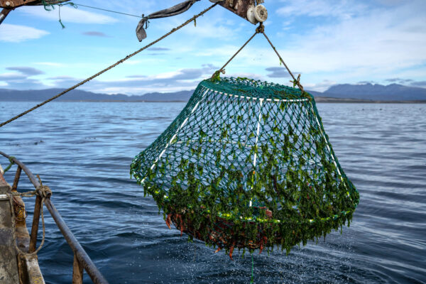 Pesca artesanal de centollas. Foto Agustin Lujan.