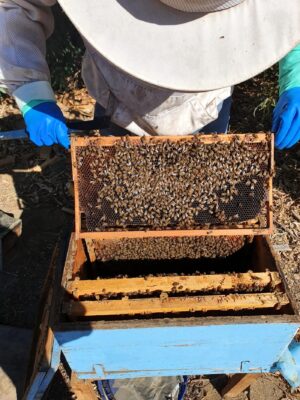 El cajón debe estar muy limpio. El olfato de las abejas es ocho veces superior al del perro.