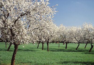 Almendros de Daireaux