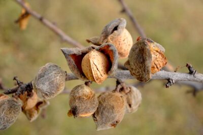 Almendra a punto para la cosecha.