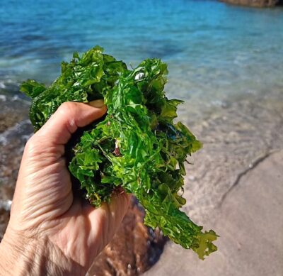 Las algas y la salicornia son la base de la cocina de La Prove.