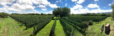 Viñas de El Boleado.