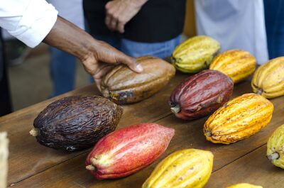 El cacao venezolano es uno de los más caros y codiciados del mundo.