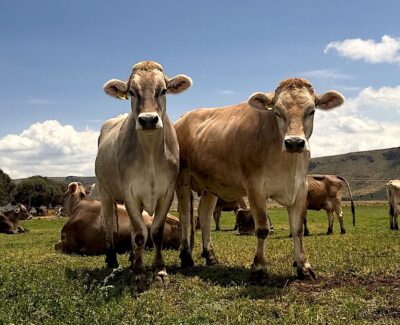 Vacas adaptadas ba lka altura desde hace tres generaciones. Foto Camila Zegarra.