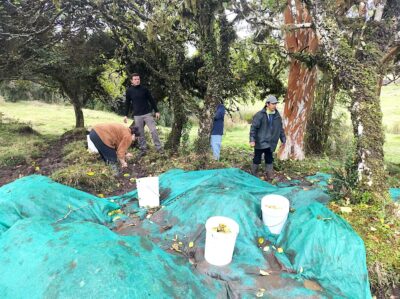 cosecha de manzanas en Chiloé.