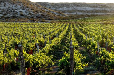 Viñedos de Ribera del Cuarzo.