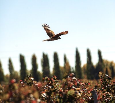 El foco está puesto en el ecosistema. Foto, Luigi Bosca.