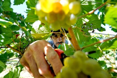 Vendimiando Riesling.