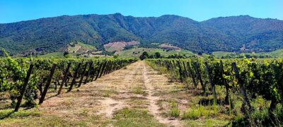 Viñedo de Clos Apalta.