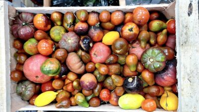 Los tomates reliquia son casi lo primero que se termina. Foto, Rodolfo Reich.