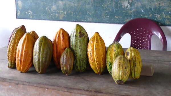 Variedades de cacao en Pacuy