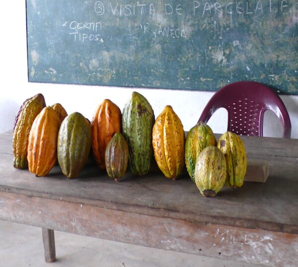 Variedades de cacao en Pacuy