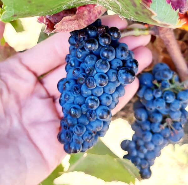 El grano de la pinot noir es más pequeño que nunca en Casablanca. Foto, Mariana Martínez.