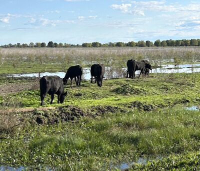 Búfalos en los humedales del Delta del Paraná. Foto, Rodoifo Reich.