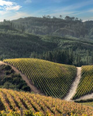 Viñedos en la D.O. Licantén, en la costa entre el Valle de Curicó y Colchagua