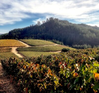 Viñedos en la D.O. Licantén, en la costa entre el Valle de Curicó y Colchagua