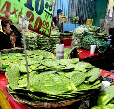 Nopales. Foto, Paloma García Castillejos.