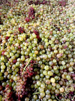 La uva blanca es la asede los vinos naranjos.