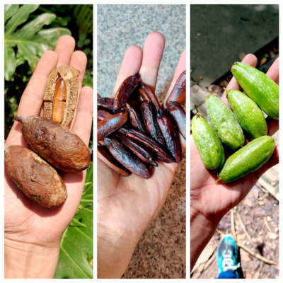 Frutas de Colombia. Foto, Claudia Arias Villegas.