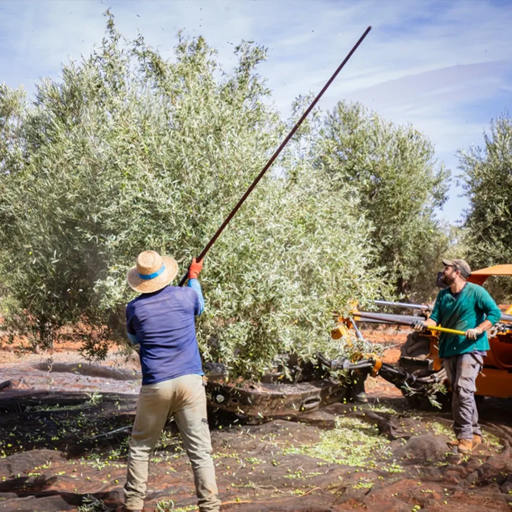 Un viaje por las 4 esquinas del olivar castellanomanchego 3