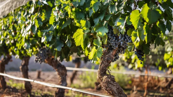 La imagen muestra la tipicidad de la uva Malbec en la DOC Luján de Cuyo