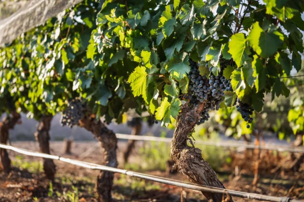 La imagen muestra la tipicidad de la uva Malbec en la DOC Luján de Cuyo