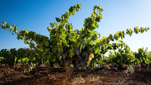 La imagen ilustra la magnificencia del terroir del Maule con una cepa centenaria de Carignan