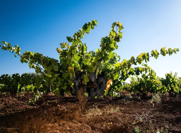 La imagen ilustra la magnificencia del terroir del Maule con una cepa centenaria de Carignan