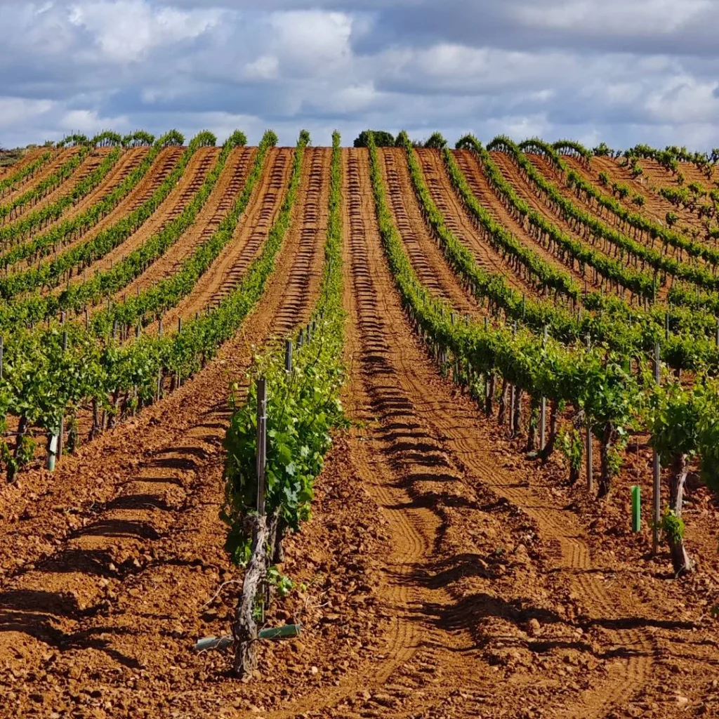 De la airén a la bobal, una travesía por la rutas enológicas del vino castellanomanchego 2