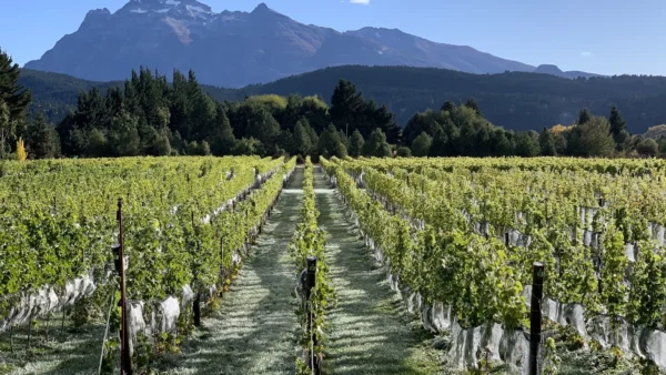 La imagen ilustra el paisaje de viñedos de Trevelin, en la Patagonia