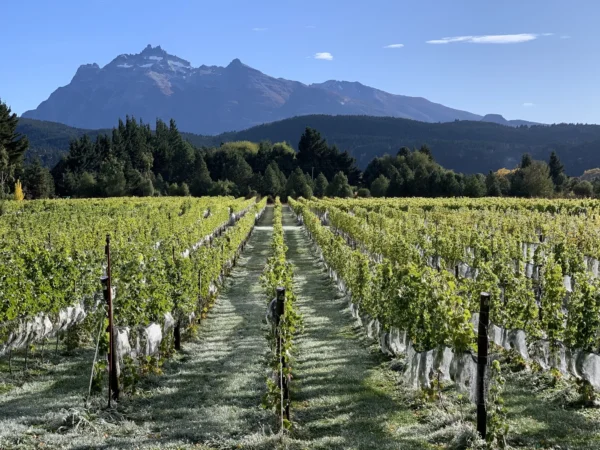 La imagen ilustra el paisaje de viñedos de Trevelin, en la Patagonia