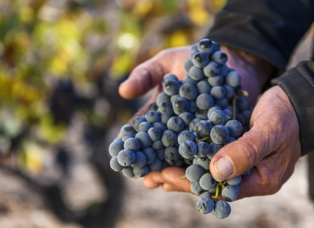 De la airén a la bobal, una travesía por la rutas enológicas del vino castellanomanchego 7