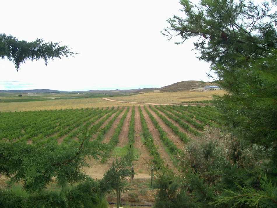 De la airén a la bobal, una travesía por la rutas enológicas del vino castellanomanchego 6