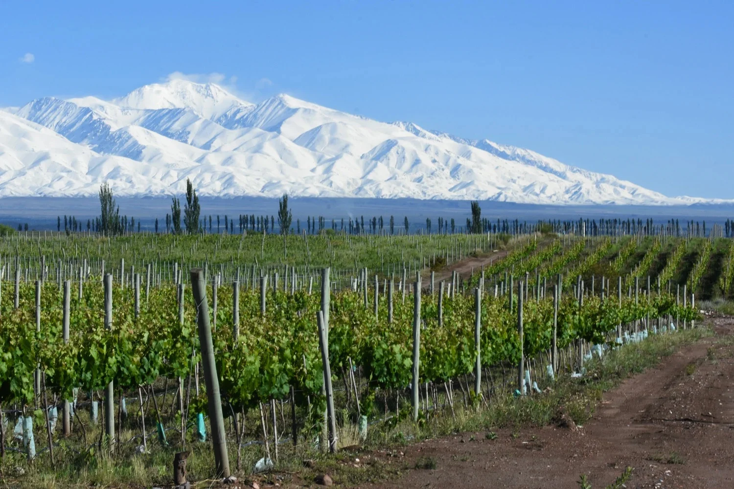 Guías Caníbales II: Dónde comer y beber (muy bien) en Mendoza 3